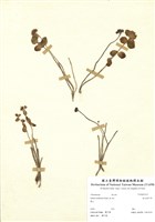 藏品(疏花佛甲草)的圖片